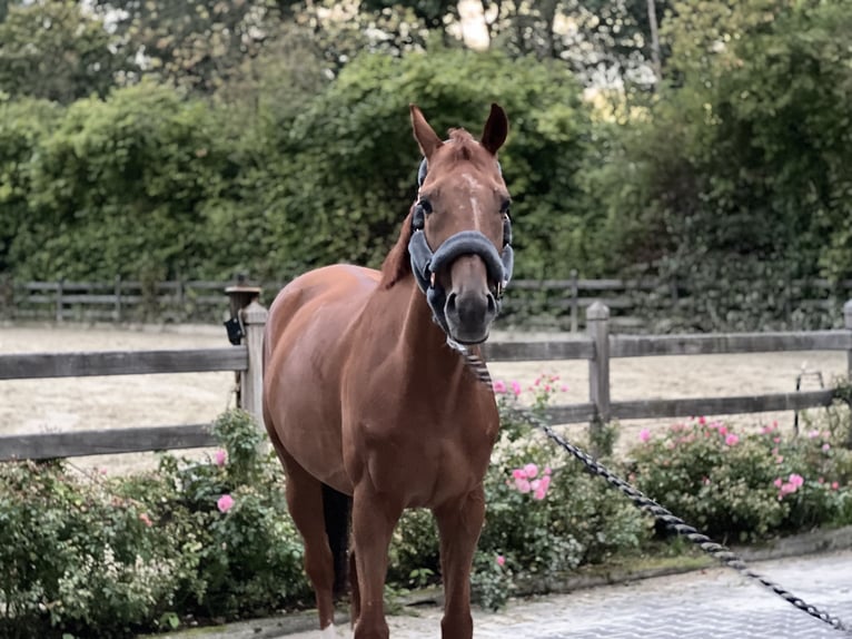 Engelskt fullblod Valack 8 år 165 cm fux in Schwerte