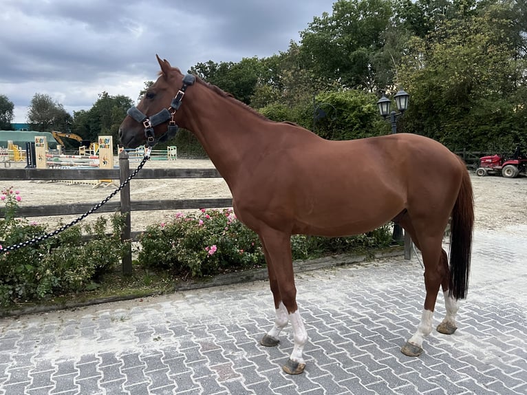 Engelskt fullblod Valack 8 år 165 cm fux in Schwerte