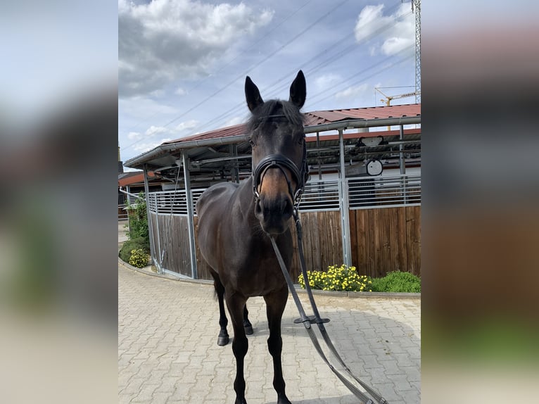 Engelskt fullblod Valack 8 år 165 cm Rökfärgad svart in Wernau