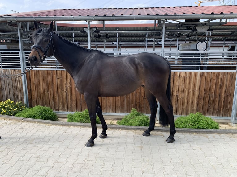 Engelskt fullblod Valack 8 år 165 cm Rökfärgad svart in Wernau