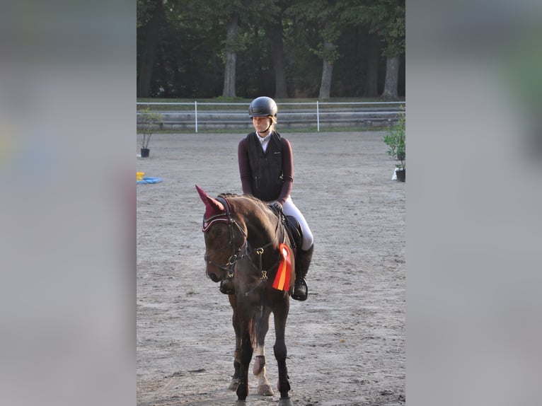 Engelskt fullblod Valack 8 år 168 cm Mörkbrun in Grevenbroich