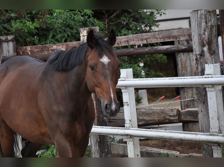 Engelskt fullblod Valack 8 år 168 cm Mörkbrun in Grevenbroich