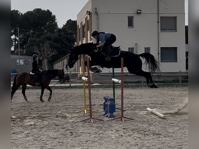 Engelskt fullblod Valack 8 år 170 cm Svart in Terrassa