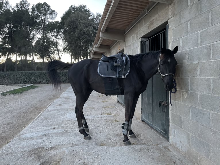 Engelskt fullblod Valack 8 år 170 cm Svart in Terrassa