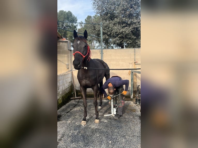 Engelskt fullblod Valack 8 år 170 cm Svart in Terrassa