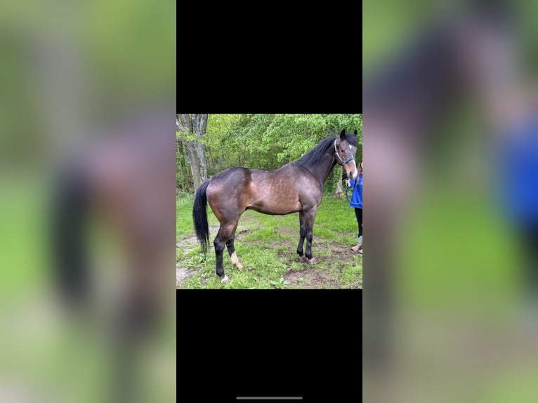 Engelskt fullblod Valack 9 år 163 cm Brun in Urbana