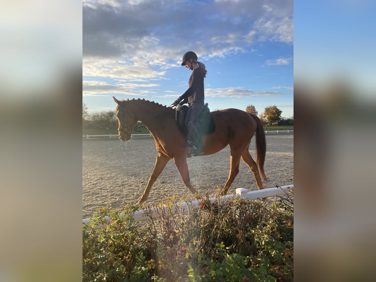 Engelskt fullblod Valack 9 år 163 cm fux in Dresden Gompitz