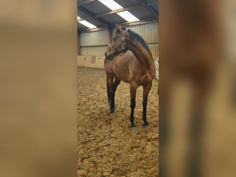 Engelskt fullblod Valack 9 år 167 cm Brun in Olst