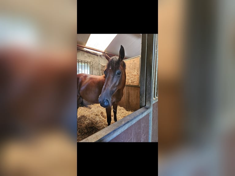 Engelskt fullblod Valack 9 år 167 cm Brun in Olst