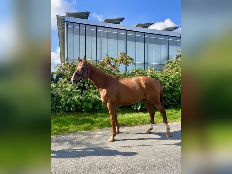 Engelskt fullblod Valack 9 år 169 cm fux in Bottrop