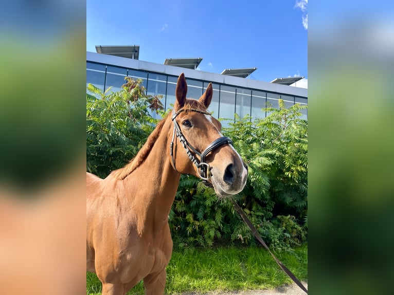 Engelskt fullblod Valack 9 år 169 cm fux in Bottrop