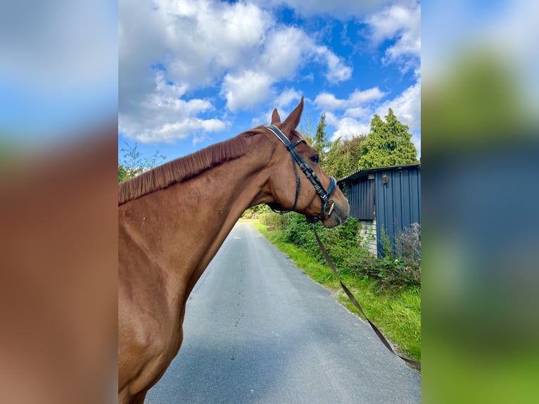 Engelskt fullblod Valack 9 år 169 cm fux in Bottrop