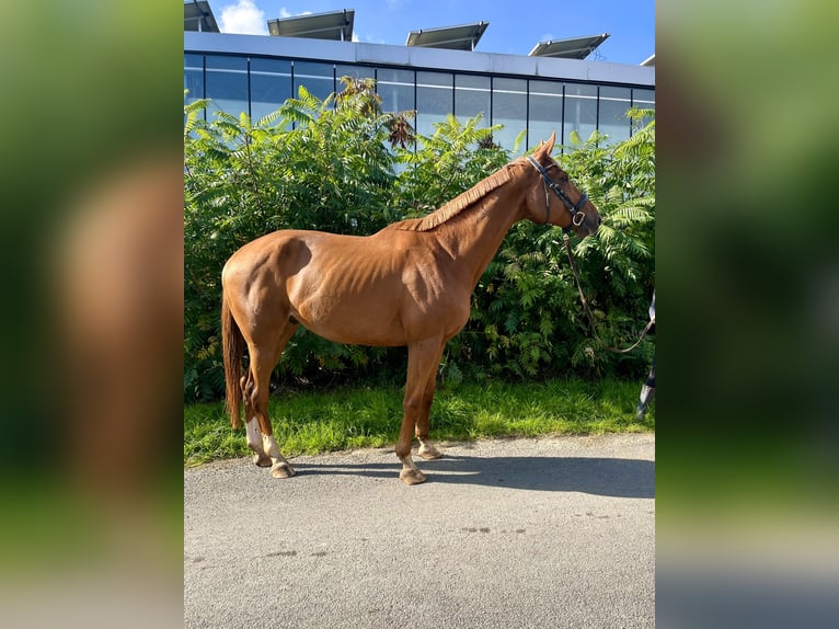 Engelskt fullblod Valack 9 år 169 cm fux in Bottrop