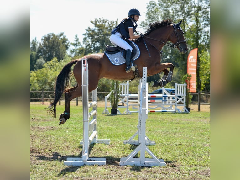 Engelskt fullblod Valack 9 år 170 cm Brun in Bordeaux