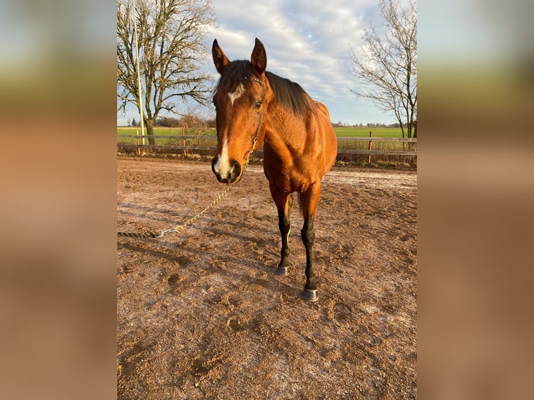 Englisches Vollblut Hengst 10 Jahre 160 cm Brauner in Vadstena