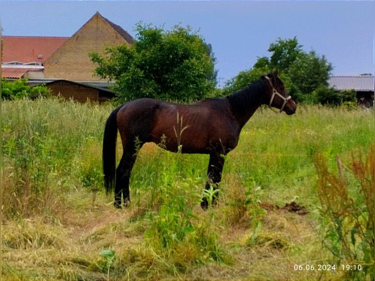 Englisches Vollblut Hengst 10 Jahre 164 cm Brauner in Burgstall