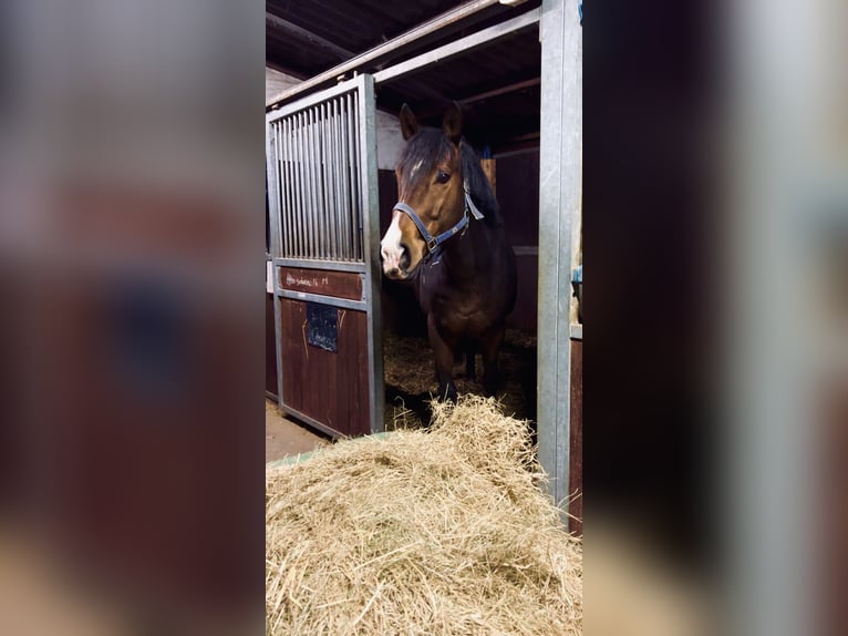 Englisches Vollblut Hengst 10 Jahre 166 cm Brauner in Werne