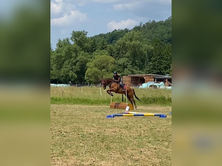 Englisches Vollblut Hengst 12 Jahre in Eiterfeld