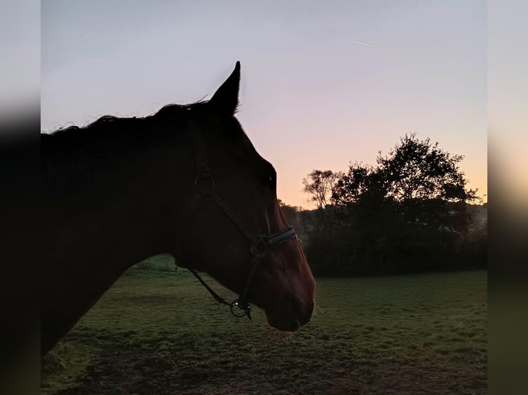 Englisches Vollblut Hengst 13 Jahre in Eiterfeld