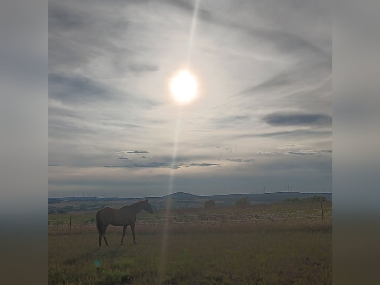 Englisches Vollblut Hengst 13 Jahre in Eiterfeld