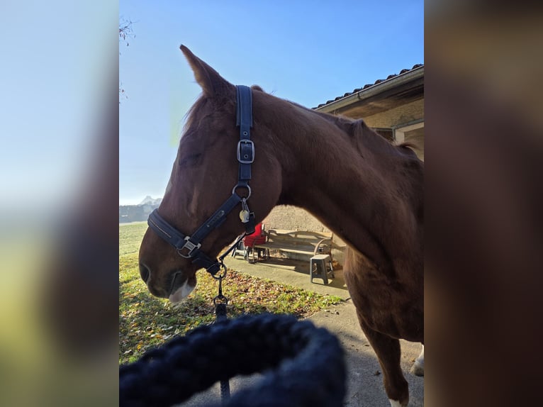 Englisches Vollblut Hengst 15 Jahre 173 cm Fuchs in Mühlhausen-Ehingen