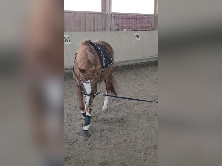 Englisches Vollblut Hengst 15 Jahre 173 cm Fuchs in Mühlhausen-Ehingen