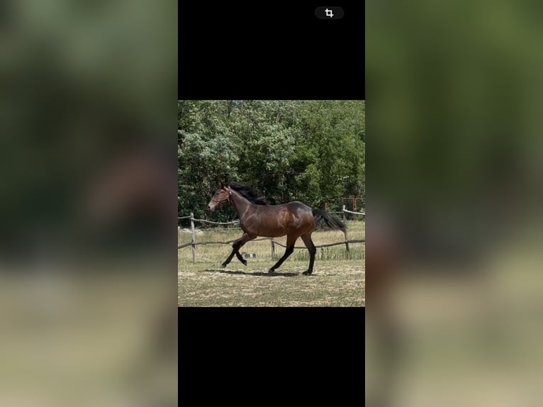 Englisches Vollblut Hengst 1 Jahr 137 cm Brauner in Gyömrő