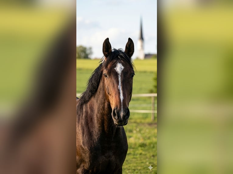 Englisches Vollblut Hengst 2 Jahre 167 cm Brauner in GriesstättGriesstätt