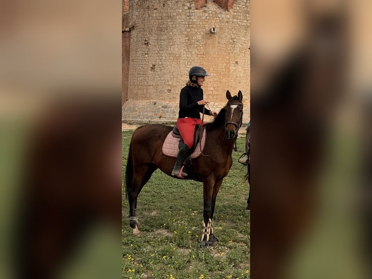 Englisches Vollblut Hengst 3 Jahre 160 cm Brauner in Saint-Laurent-de-la-Salanque