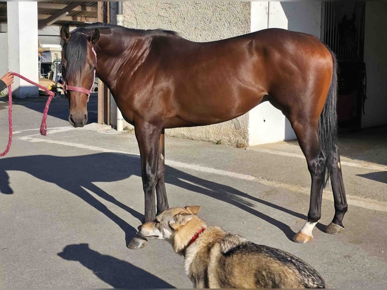 Englisches Vollblut Hengst 3 Jahre 160 cm Brauner in PAU