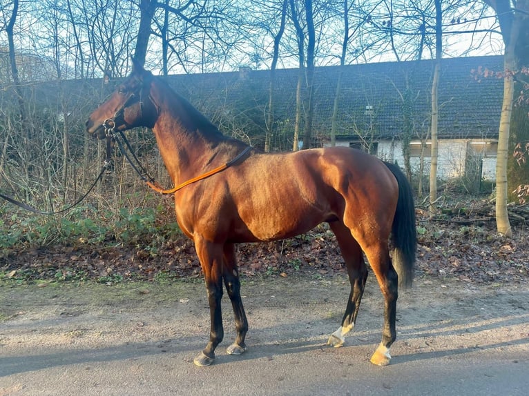 Englisches Vollblut Hengst 4 Jahre 163 cm Brauner in Düsseldorf
