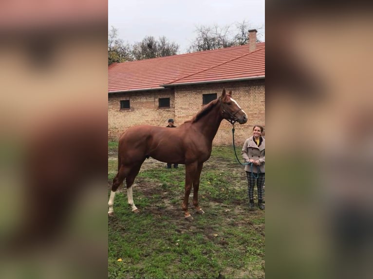 Englisches Vollblut Hengst 4 Jahre 165 cm Dunkelfuchs in Gyömrő