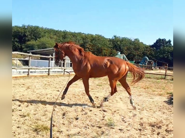 Englisches Vollblut Hengst 4 Jahre 165 cm Dunkelfuchs in Gyömrő