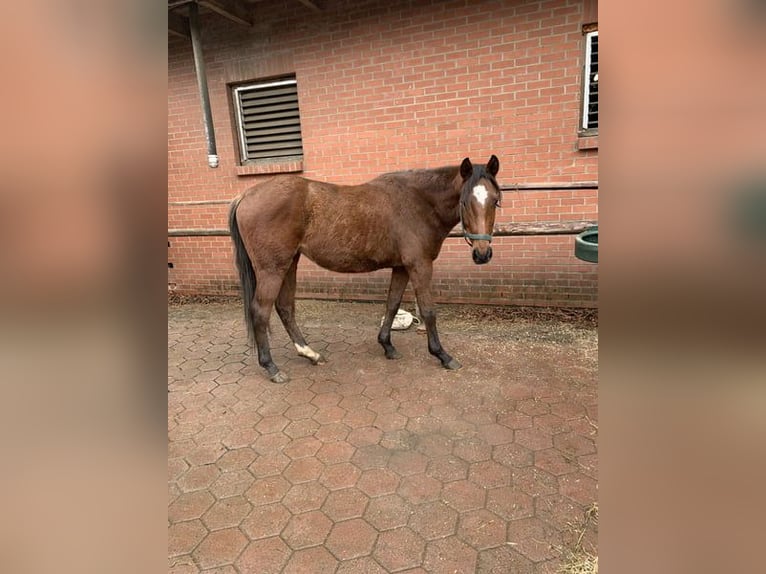 Englisches Vollblut Hengst 4 Jahre 166 cm Brauner in Hamburg Lemsahl-Mellingstedt
