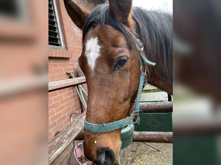 Englisches Vollblut Hengst 4 Jahre 166 cm Brauner in Hamburg Lemsahl-Mellingstedt