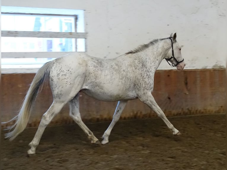 Englisches Vollblut Hengst 6 Jahre 160 cm White in Ruila