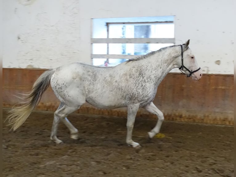 Englisches Vollblut Hengst 6 Jahre 160 cm White in Ruila