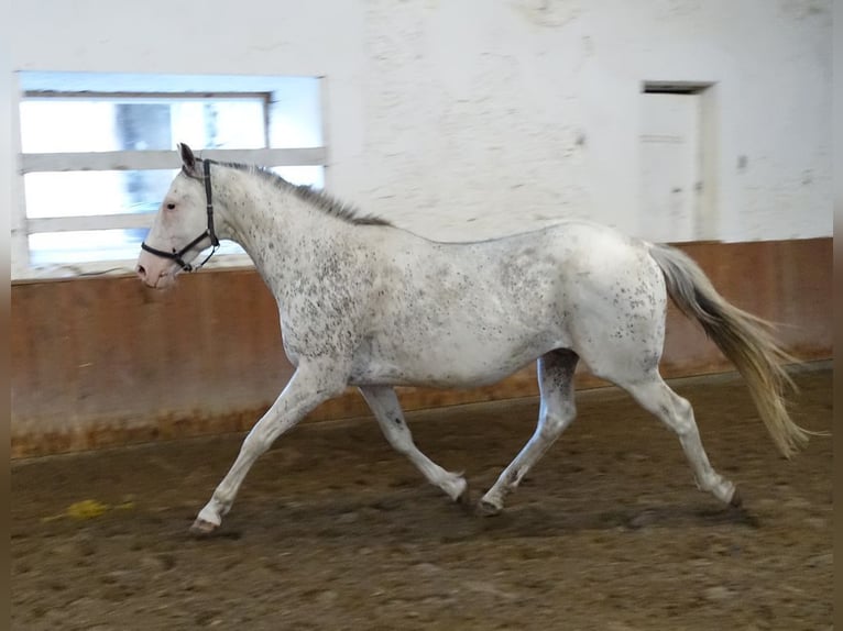 Englisches Vollblut Hengst 6 Jahre 160 cm White in Ruila