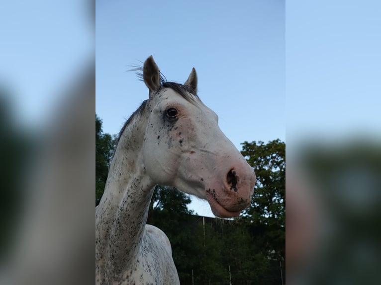 Englisches Vollblut Hengst 6 Jahre 160 cm White in Ruila