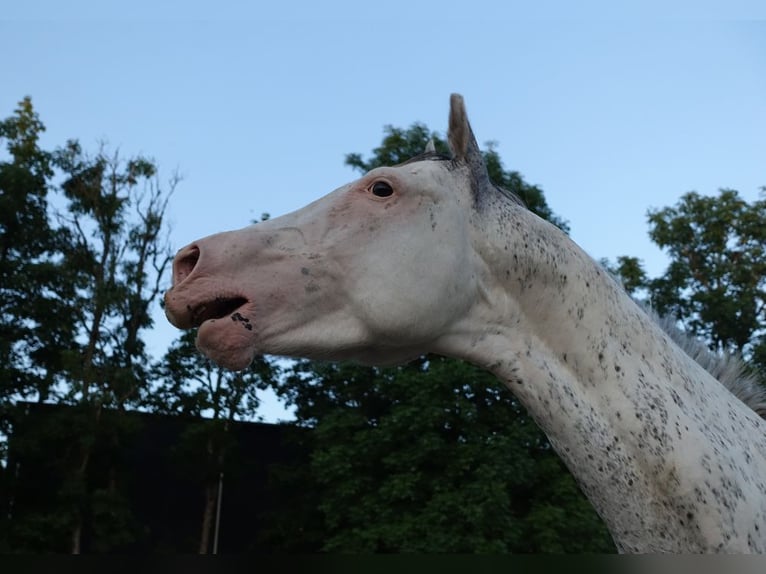 Englisches Vollblut Hengst 6 Jahre 160 cm White in Ruila