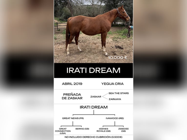 Englisches Vollblut Hengst 6 Jahre in MadridMadrid