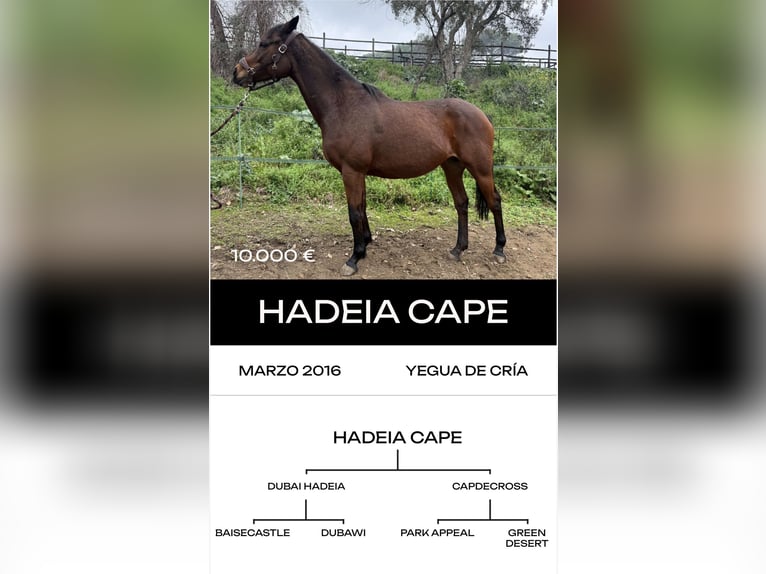 Englisches Vollblut Hengst 6 Jahre in MadridMadrid