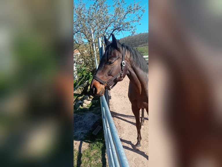Englisches Vollblut Hengst 7 Jahre 152 cm Dunkelbrauner in Haßfurt