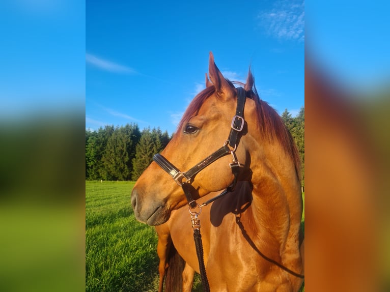 Englisches Vollblut Hengst 7 Jahre 162 cm Fuchs in Salzburg