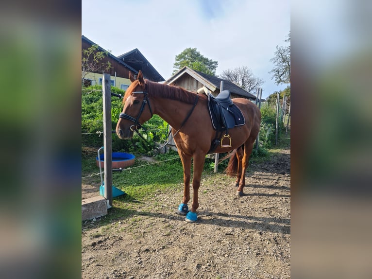 Englisches Vollblut Hengst 7 Jahre 162 cm Fuchs in Salzburg