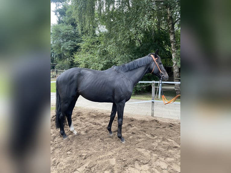Englisches Vollblut Hengst 7 Jahre 162 cm Rappe in Wedemark
