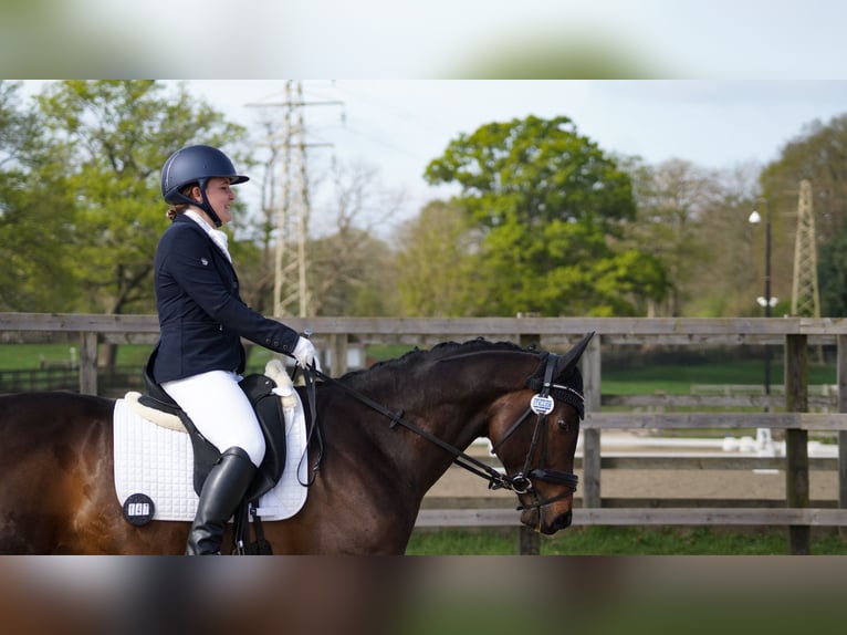 Englisches Vollblut Hengst 7 Jahre 163 cm Rotbrauner in London