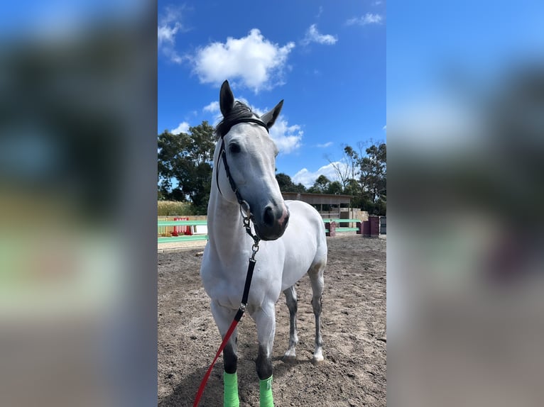 Englisches Vollblut Hengst 9 Jahre 170 cm Schimmel in Maghtab