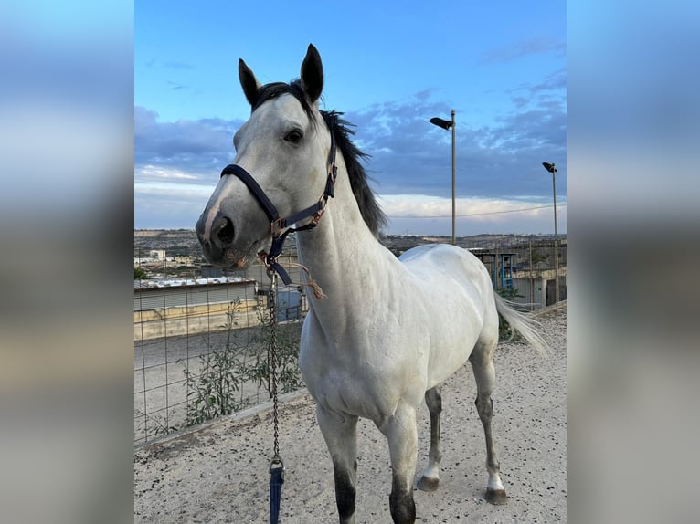 Englisches Vollblut Hengst 9 Jahre 170 cm Schimmel in Maghtab