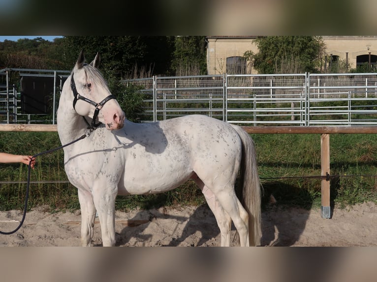 Englisches Vollblut Hengst Falbe in Lamorlaye